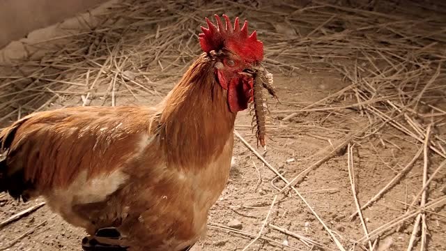 为什么公鸡不怕蜈蚣呢?