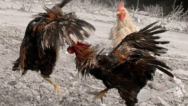 两只鸡打架,小狗拉架操碎了心,鸡:你拉架就拉架怎么就拉我