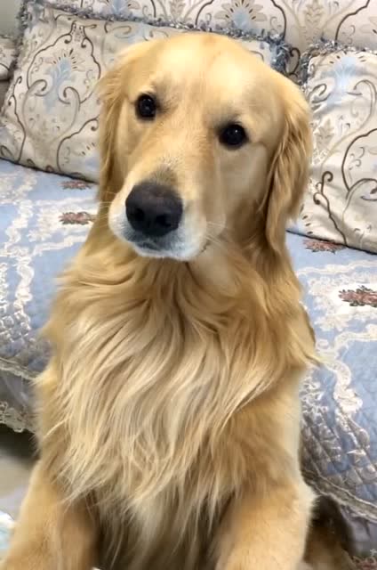 主人还以为金毛蛋黄又偷偷自己看电视剧呢,原来是这么回事