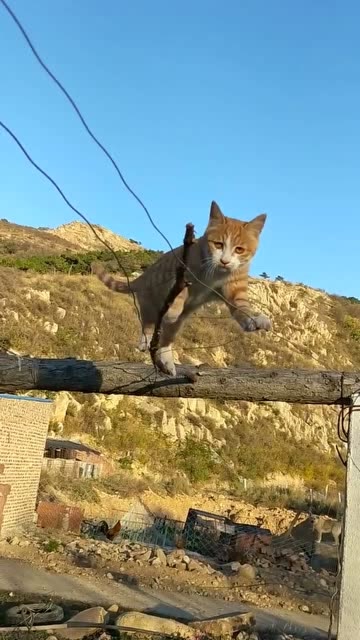 自信的橘猫潇洒走钢丝,厉害