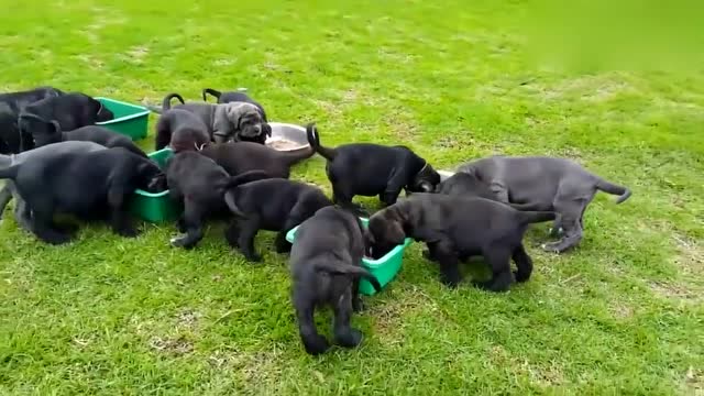 主人大清早给一群小奶狗喂吃的,一群小家伙萌翻了