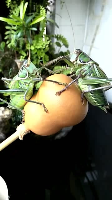 蝈蝈vs天牛 腾讯网