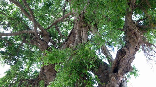 茂名百年榕树枝繁叶茂,九旬老人说看着它长大