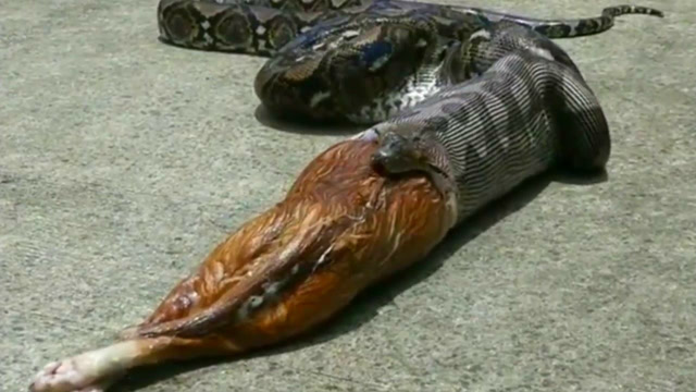 巨蟒吃牛的现场 真的是太吓人了 直接活吞下去