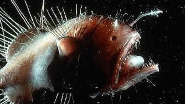 全世界生命力最顽强的生物,科学家取名魔鬼蠕虫,有这么邪乎吗?