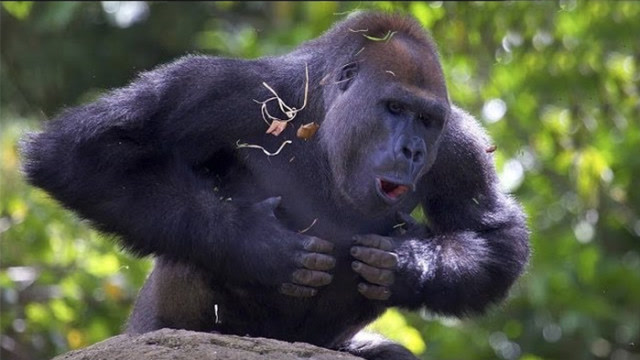 大猩猩拍胸脯图片