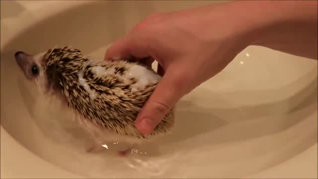 帮助小刺猬洗澡,妹子看完都要萌化了