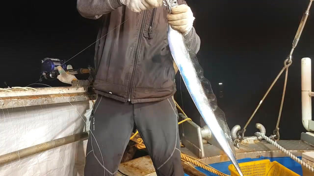 夜钓带鱼,晚上刚出水的带鱼就是这么闪!