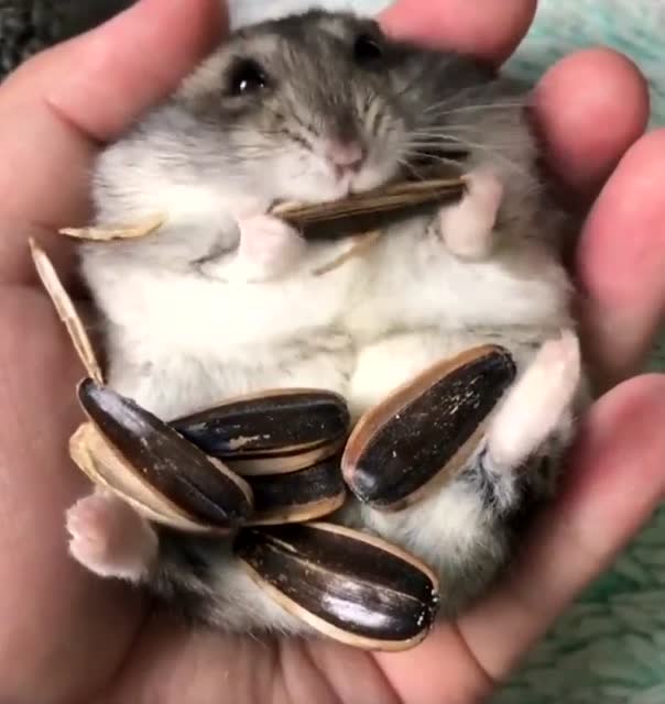 你知道仓鼠是怎样吃瓜子的吗?哈哈,小小只的真的很可爱噢