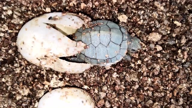 实拍巴西龟出壳瞬间一个巴西龟蛋需要6元出壳后龟苗2元一只