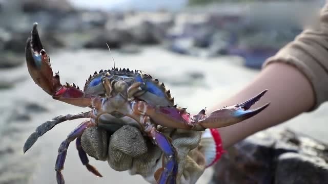 村姑赶海抓螃蟹,算是找对地方了,大螃蟹抓到手软!