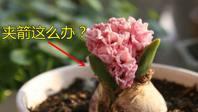 风信子夹箭了,教你一招,把它拯救回来,花茎蹭蹭长出来开花多又香