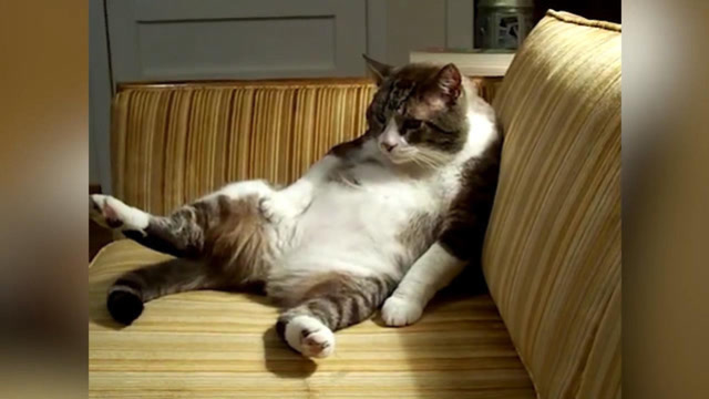 这只猫咪坐在沙发上,大老板的的坐姿看着好逗啊,真有趣!