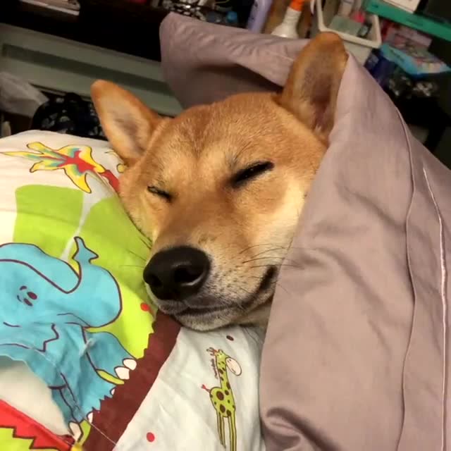 被窝里睡觉的可爱柴犬