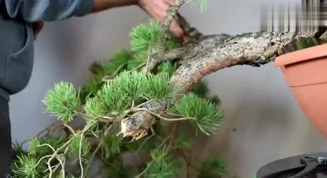 树桩盆景修剪技术,把松树盆景修剪再加固,处理好树桩才是关键
