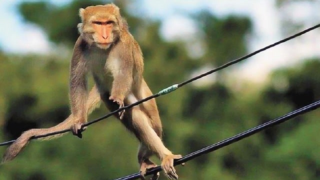 猴子一秒三棒图片