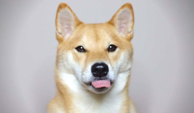 和柴犬的瞪眼比赛,真·无聊 vs 巨·无聊