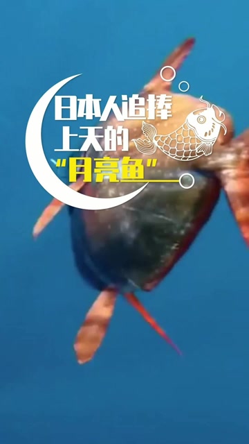 日本人追求的月亮鱼究竟有什么魔力