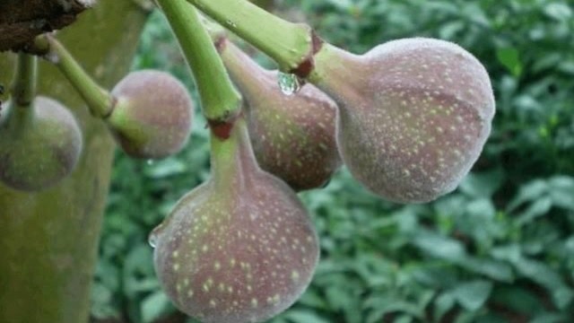 热带雨林的美味木瓜榕类似无花果,你没吃过的奇珍异果刺穿你味蕾