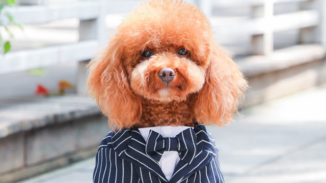名流泰迪狗狗多精致?打领结穿西装,狗狗都这么精致生活啦?
