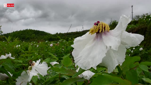 毕节油用牡丹