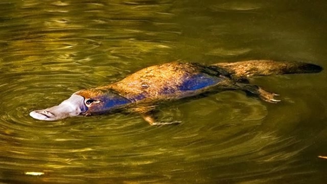 善于游泳的鸭嘴兽,噗通一声表演跳河,游泳姿势让人大呼可爱