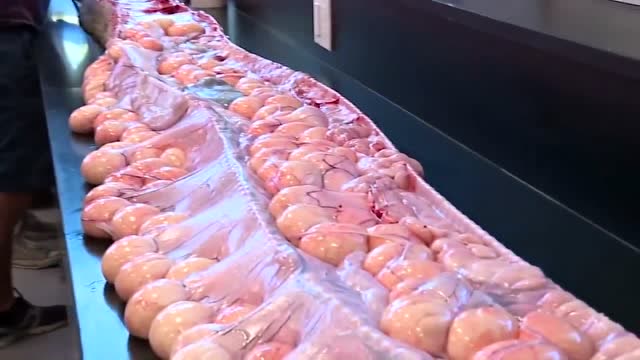 解剖成年雌性巨蟒:95枚蛇卵和动物尸体"胎死腹中",现场"琳琅满目"