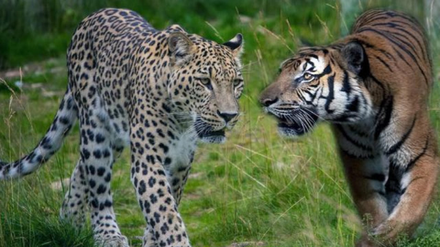 老虎对战美洲豹,美洲豹落荒而逃,老虎:你还是嫩点