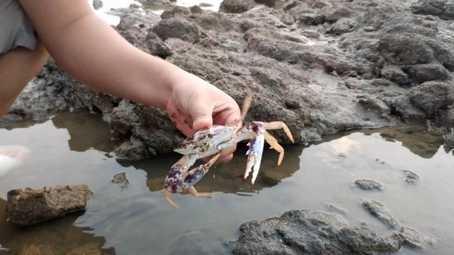 赶海抓螃蟹,竟然见到好多小海螺,捡到手软