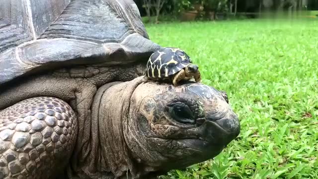 小乌龟趴在大乌龟脑袋上 体型差距也太大了吧!