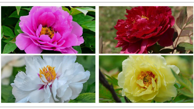 心理测试:你认为哪种颜色的牡丹花更高贵?测你这辈子能买几套房