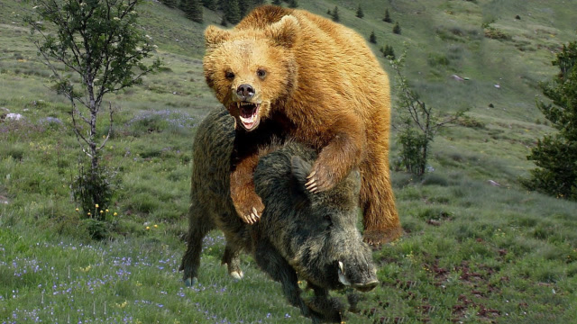 600斤野猪挑衅800斤黑熊,发怒黑熊直接秒杀野猪,威武霸气