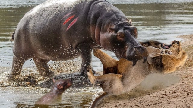 三头狮子捕食一头河马,下一秒画风突变,镜头记录全过程
