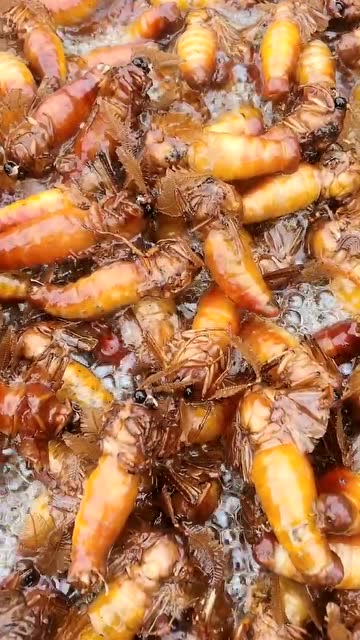 这个油炸马蜂,真是下酒的好菜