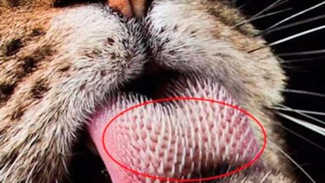 为什么说被老虎舔会掉成皮?舌头放大20倍,才知道答案!