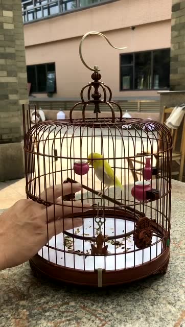 漂亮的变异绣眼鸟