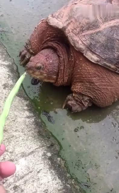 乌龟克星这次是真找到了!还是有点害怕