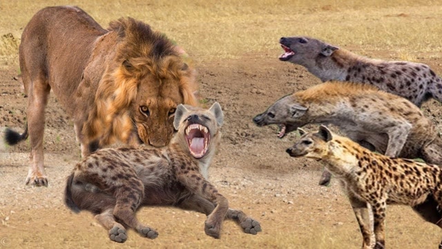 狮子一口咬断鬣狗的大腿,随后竟扔在地上不管不顾,太残忍