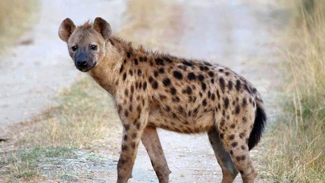 男子放生"非洲二哥"鬣狗,多年后再次相遇,结局让人意想不到!