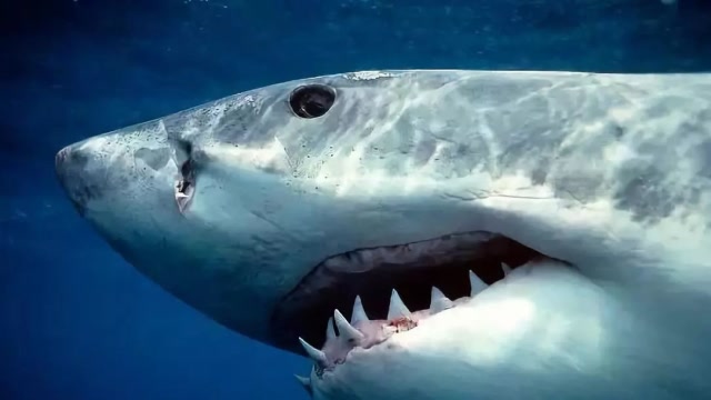 大白鲨有多恐怖疯狂袭击人类海洋中的顶级猎食者