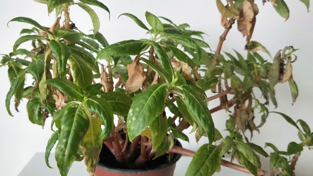 凤仙花干枯,"1剪2补3湿"紧急救助再促花!