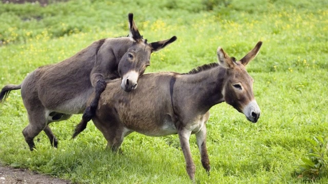 马和驴干的好事导致骡子不能正常生育这锅背的大呀