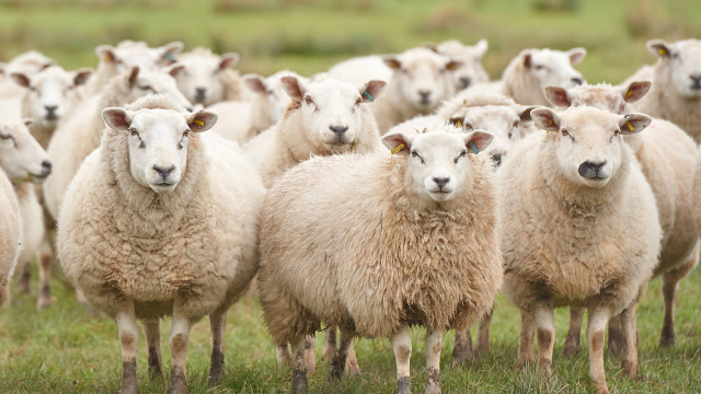 一群羊看着一个指压玩具,纷纷表示好奇