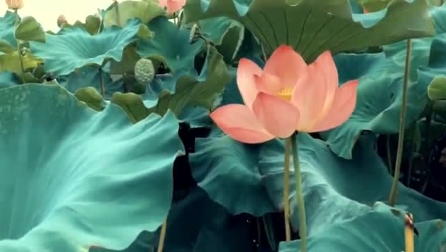 带大家感受一下,"云梦莲花坞"的真实美景,真的是太美了!