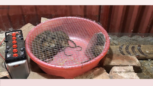 牛人用洗脸盆自制简易捕鼠陷阱,老鼠像是家养的,看完长见识了