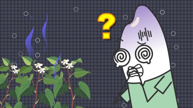 鱼腥草为什么有难闻的鱼腥味?