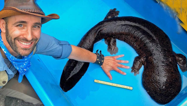 老外发现最大"蝾螈",上去徒手就抓!下一秒傻眼了!