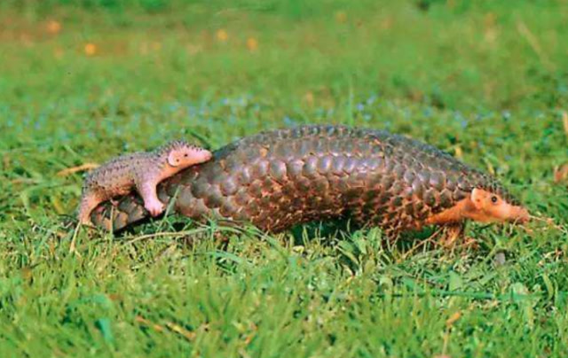 又一国宝级动物濒临灭绝中国仅存11只比大熊猫还稀有