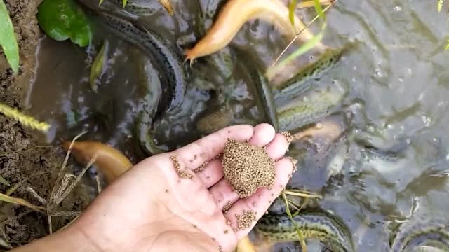 农村稻田里的泥鳅真多,小伙子拿了一点鱼饵就诱来一群,羡慕!