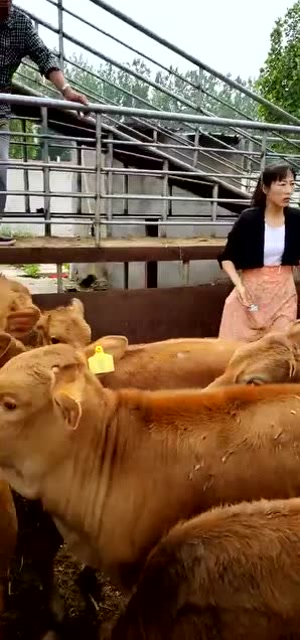 屠宰者准备杀牛,美女生拉硬拽牛,这一幕实在太没人性了!